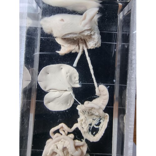 137 - An unusual rare educational specimen of a rats organs anatomically correct featuring it's head and a... 