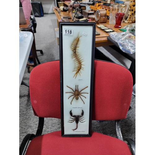 118 - Framed and glazed taxidermy specimens inc a Scorpion, Spider and Centipede, all in good order set in... 