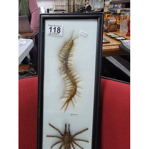 118 - Framed and glazed taxidermy specimens inc a Scorpion, Spider and Centipede, all in good order set in... 