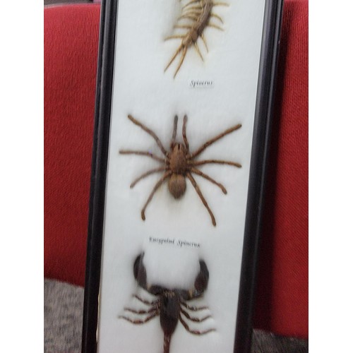 118 - Framed and glazed taxidermy specimens inc a Scorpion, Spider and Centipede, all in good order set in... 