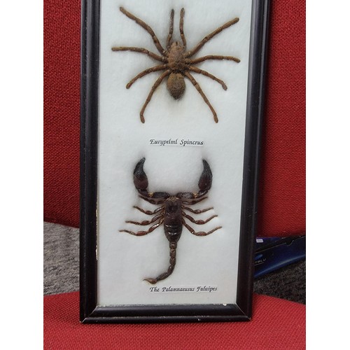 118 - Framed and glazed taxidermy specimens inc a Scorpion, Spider and Centipede, all in good order set in... 