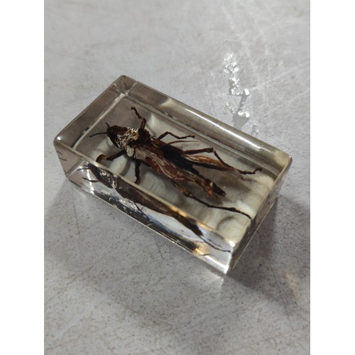 457 - Cased set of 15x insects in resin cubes all are labeled with name and location, inc Man Faced Stink ... 