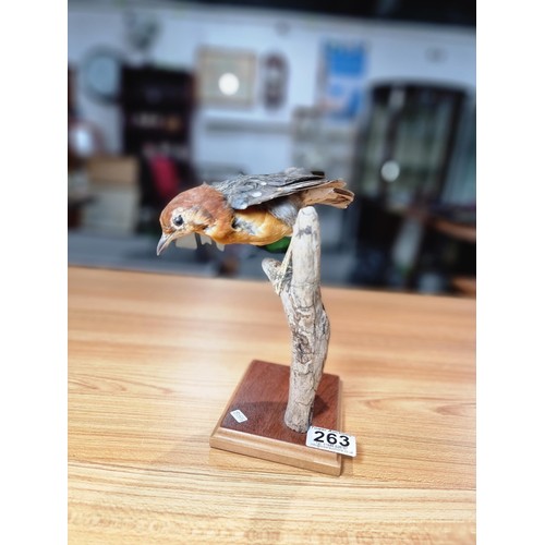 263 - A well done vintage taxidermy specimen model of an orange headed thrush (native to parts of Asia) pe... 