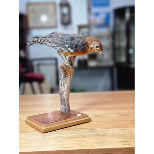 263 - A well done vintage taxidermy specimen model of an orange headed thrush (native to parts of Asia) pe... 