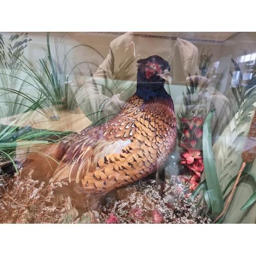 265 - A large impressive cased taxidermy specimen of a pheasant in a natural flora and fauna scene with  h... 