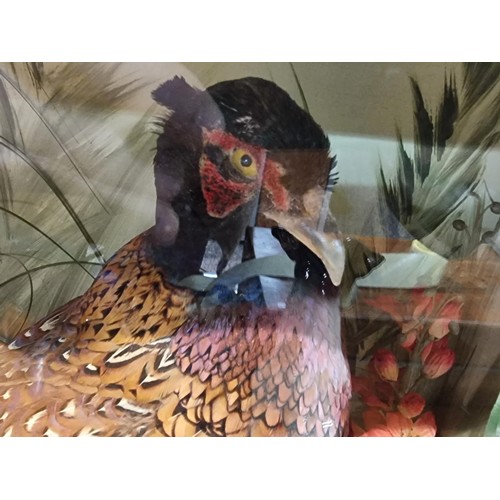 265 - A large impressive cased taxidermy specimen of a pheasant in a natural flora and fauna scene with  h... 