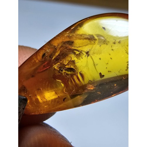 208 - An impressive genuine Baltic amber specimen pendant inset with real inset inclusions which includes ... 