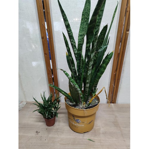 488F - 2x Sansevieria house plants both are suculants