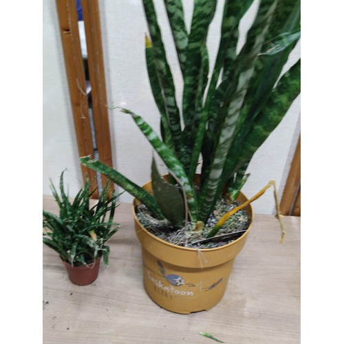 488F - 2x Sansevieria house plants both are suculants