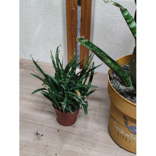 488F - 2x Sansevieria house plants both are suculants