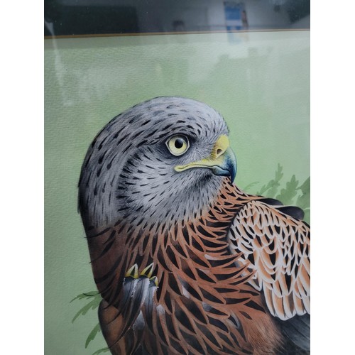 106 - Very impressive nicely mounted framed and glazed original watercolour of a red kite by wildlife arti... 