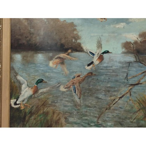 411 - A gilt framed oil painting of mallard ducks in flight across a river scene. Gilt frame has some loss... 