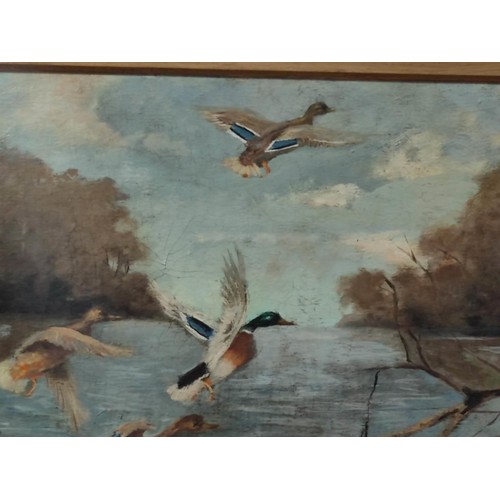 411 - A gilt framed oil painting of mallard ducks in flight across a river scene. Gilt frame has some loss... 