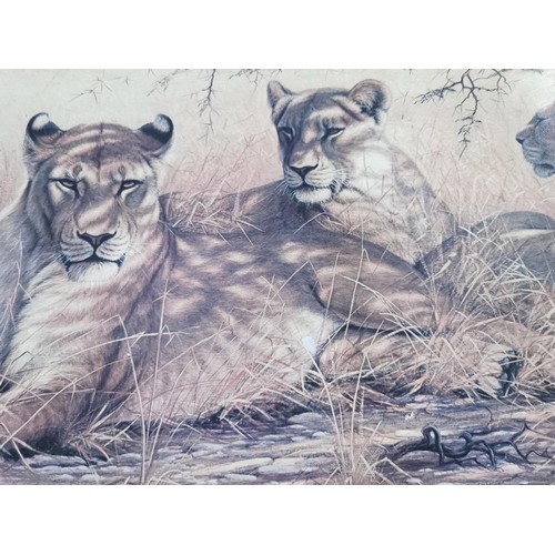 134 - Large framed print of lions sitting in the shade, by Brooks, measures 55cm high 98cm long