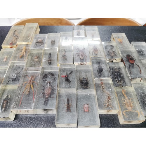 197 - A selection of insect specimens all encased in clear resin very interesting educational lot