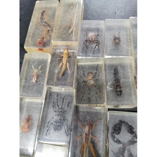 197 - A selection of insect specimens all encased in clear resin very interesting educational lot