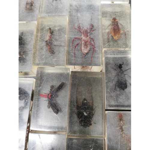 197 - A selection of insect specimens all encased in clear resin very interesting educational lot