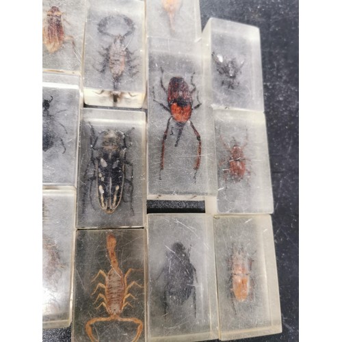 197 - A selection of insect specimens all encased in clear resin very interesting educational lot