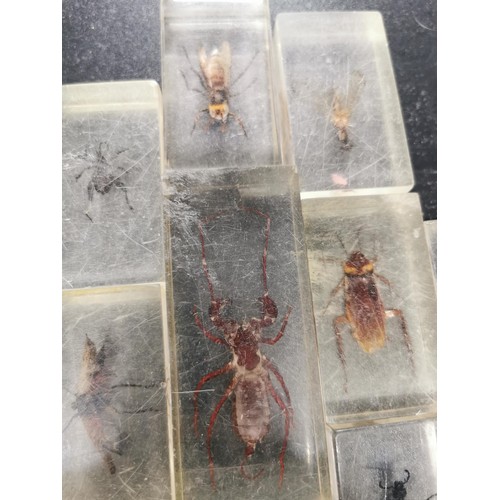 197 - A selection of insect specimens all encased in clear resin very interesting educational lot