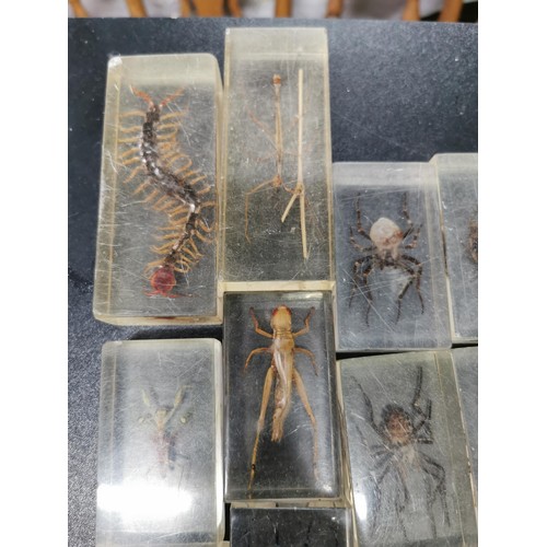 197 - A selection of insect specimens all encased in clear resin very interesting educational lot