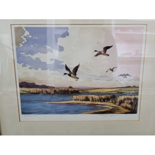 101 - Pair of Good artist proof signed framed and glazed water colours of flying ducks in their natural la... 