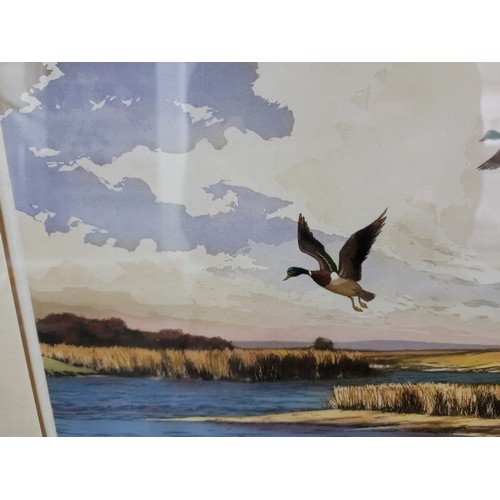 101 - Pair of Good artist proof signed framed and glazed water colours of flying ducks in their natural la... 