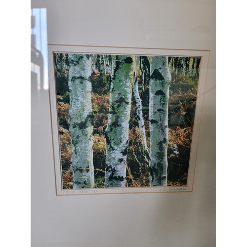 202 - Limited edition framed print by Ted Tunnicliffe of the Birch Trees number 7 of 40 along with as new ... 