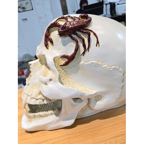 242 - Very Large and Impressive Painted Fibreglass Skull Ornament featuring a scorpion to the top of the s... 