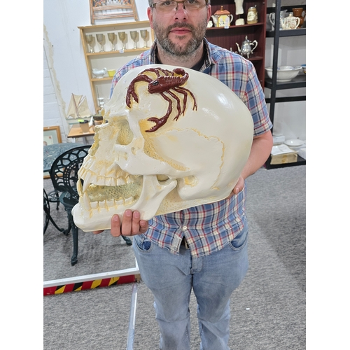 242 - Very Large and Impressive Painted Fibreglass Skull Ornament featuring a scorpion to the top of the s... 