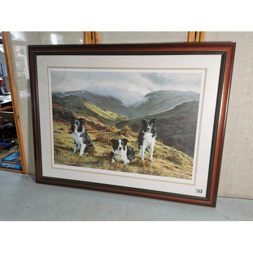 102 - Large framed and glazed hand signed limited print of 3x Border Collies on a hillside No. 406/650 by ... 
