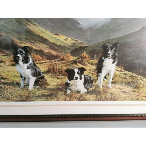 102 - Large framed and glazed hand signed limited print of 3x Border Collies on a hillside No. 406/650 by ... 