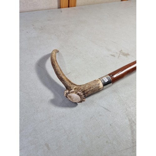 6 - A Black Forest antler formed walking stick, with white metal collar and white metal end in good over... 