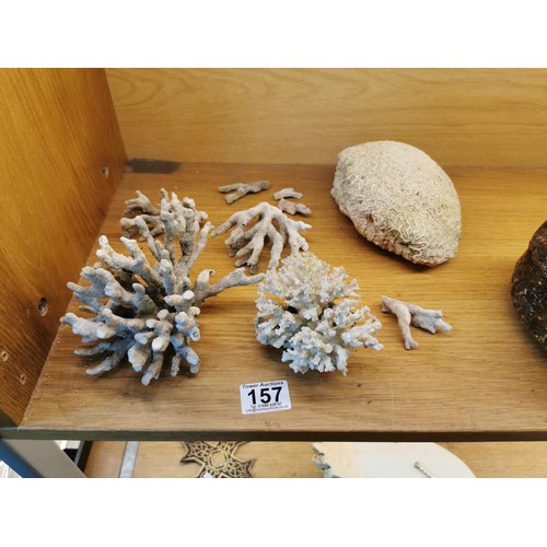 157 - Collection of various fossilized coral pieces to include a large and impressive white brain coral fr... 