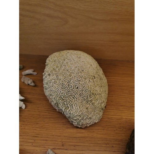 157 - Collection of various fossilized coral pieces to include a large and impressive white brain coral fr... 