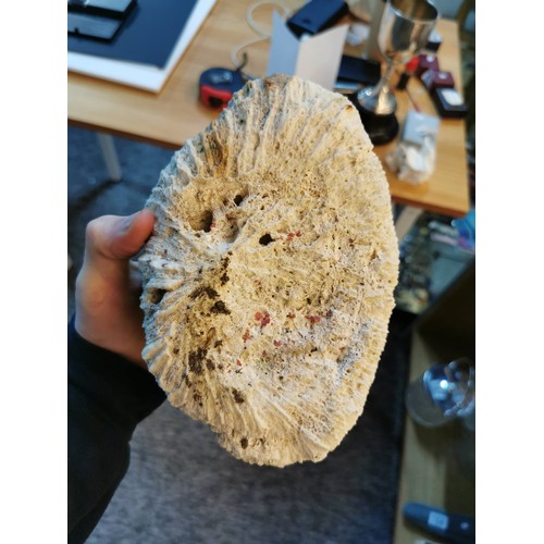 157 - Collection of various fossilized coral pieces to include a large and impressive white brain coral fr... 