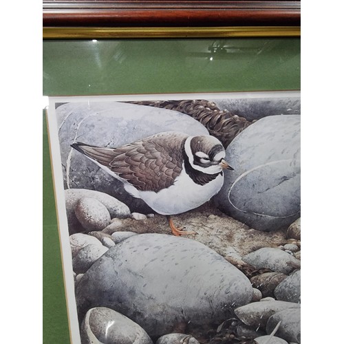 37 - Framed and glazed limited edition print by Terrance Lambert titled 'Autumn Ringed Plover' along with... 