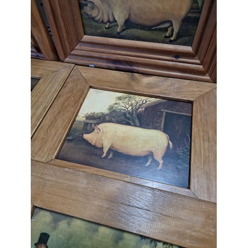 18 - A quantity of 8x wooden framed Victorian style farmyard animal prints including a prized Tamworth, a... 