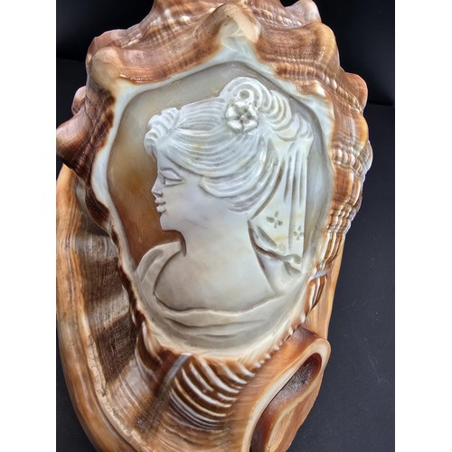 173 - A stunning very large conch shell with a beautifully carved cameo to the front depicting a lady look... 