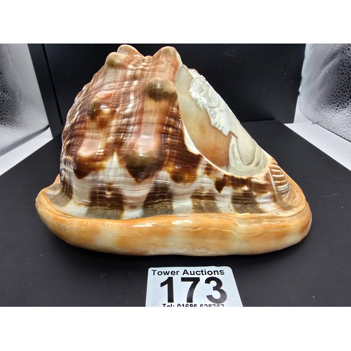 173 - A stunning very large conch shell with a beautifully carved cameo to the front depicting a lady look... 