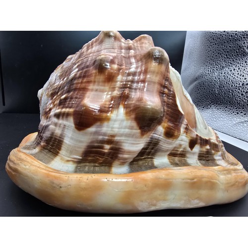 173 - A stunning very large conch shell with a beautifully carved cameo to the front depicting a lady look... 