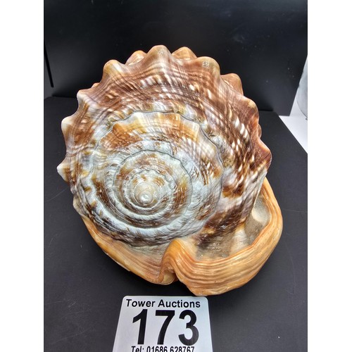 173 - A stunning very large conch shell with a beautifully carved cameo to the front depicting a lady look... 