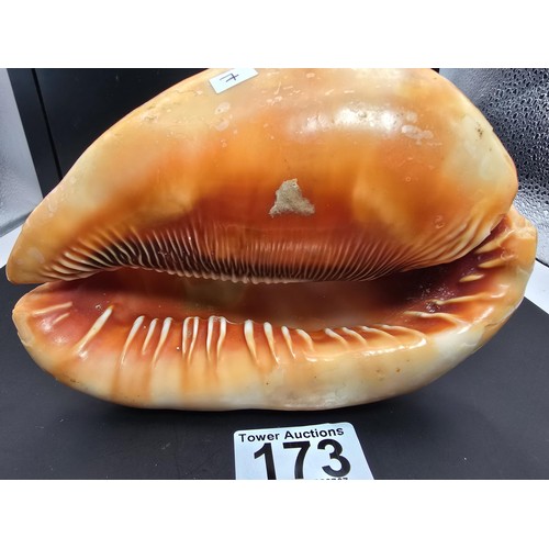 173 - A stunning very large conch shell with a beautifully carved cameo to the front depicting a lady look... 