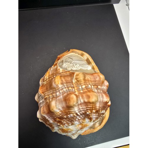 173 - A stunning very large conch shell with a beautifully carved cameo to the front depicting a lady look... 