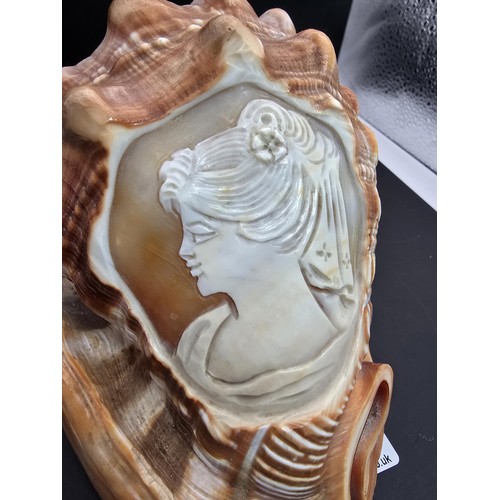 173 - A stunning very large conch shell with a beautifully carved cameo to the front depicting a lady look... 