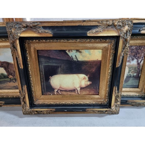 26 - Collection of 3x vintage style prints of farm animals inc a pig, cow and a sheep all in matching bla... 