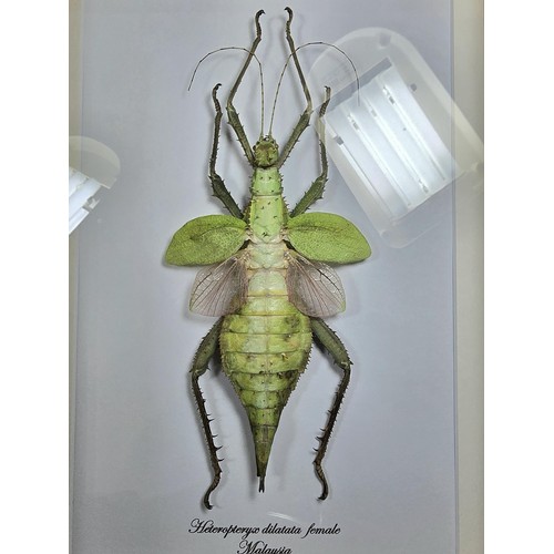 A very impressive giant pink stick insect jungle nymph taxidermy ...