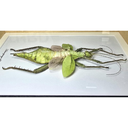 A very impressive giant pink stick insect jungle nymph taxidermy ...