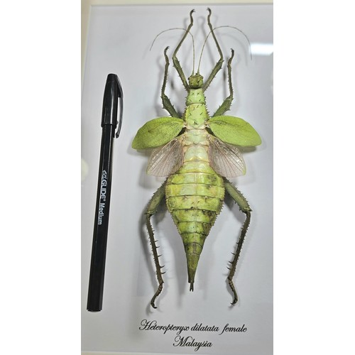 A very impressive giant pink stick insect jungle nymph taxidermy ...