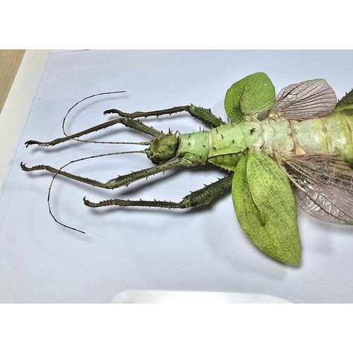 A very impressive giant pink stick insect jungle nymph taxidermy ...