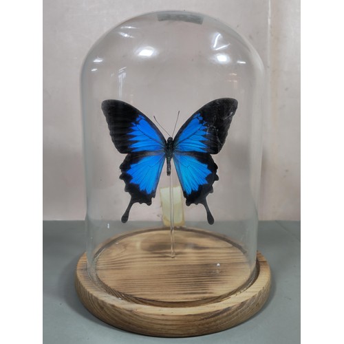 102 - A good quality butterfly specimen in a glass dome in the form of a Ulysses butterfly in striking blu... 